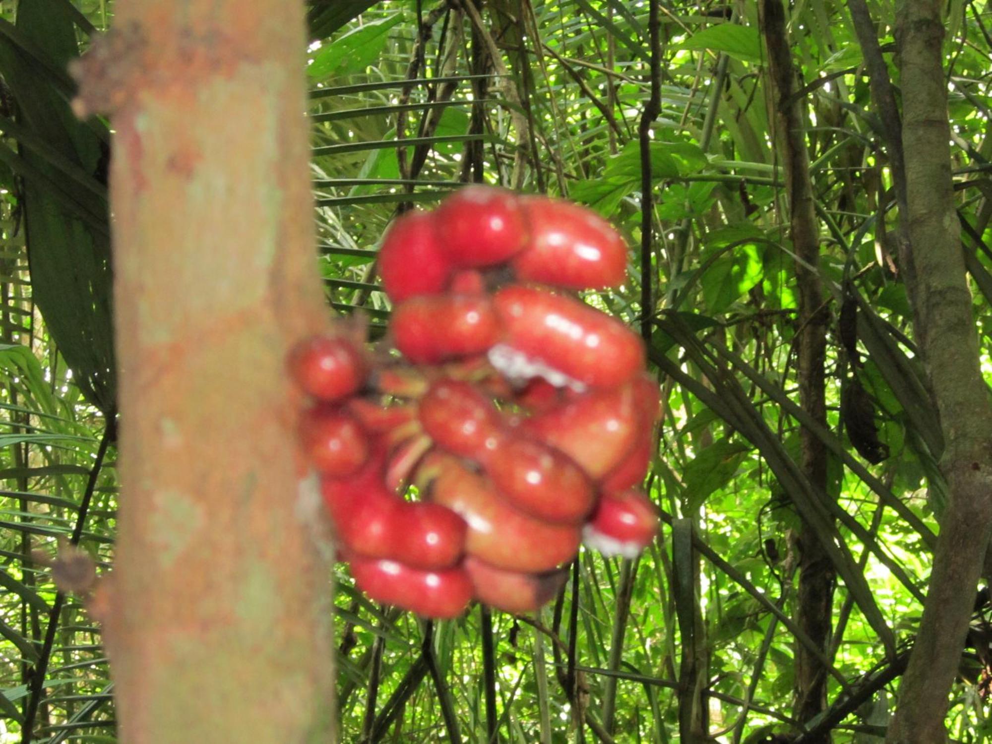 Tambopata River Puerto Maldonado Bagian luar foto