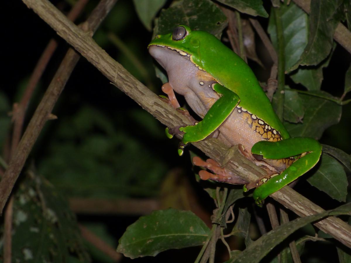 Tambopata River Puerto Maldonado Bagian luar foto